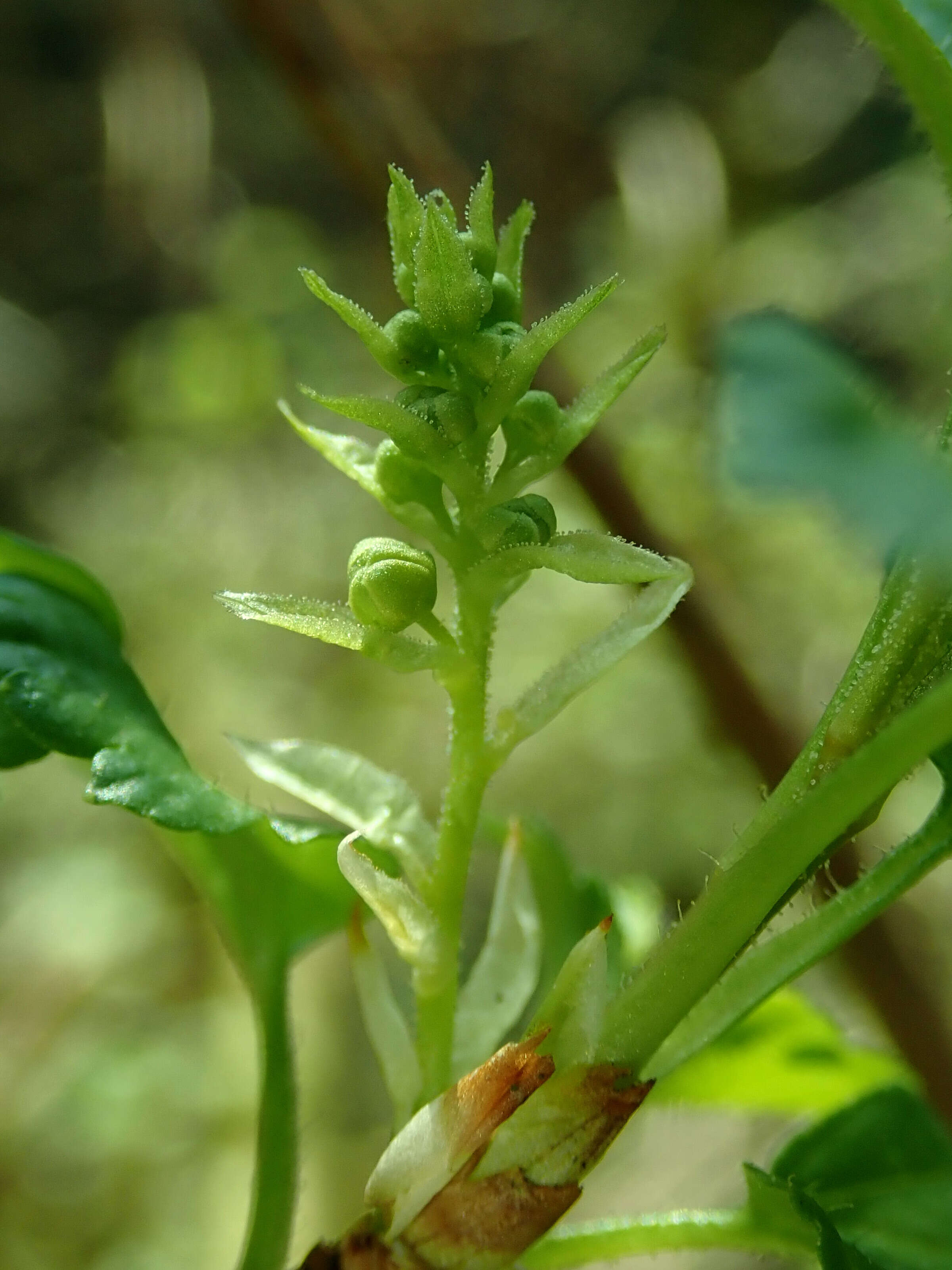 Image of Mountain Currant