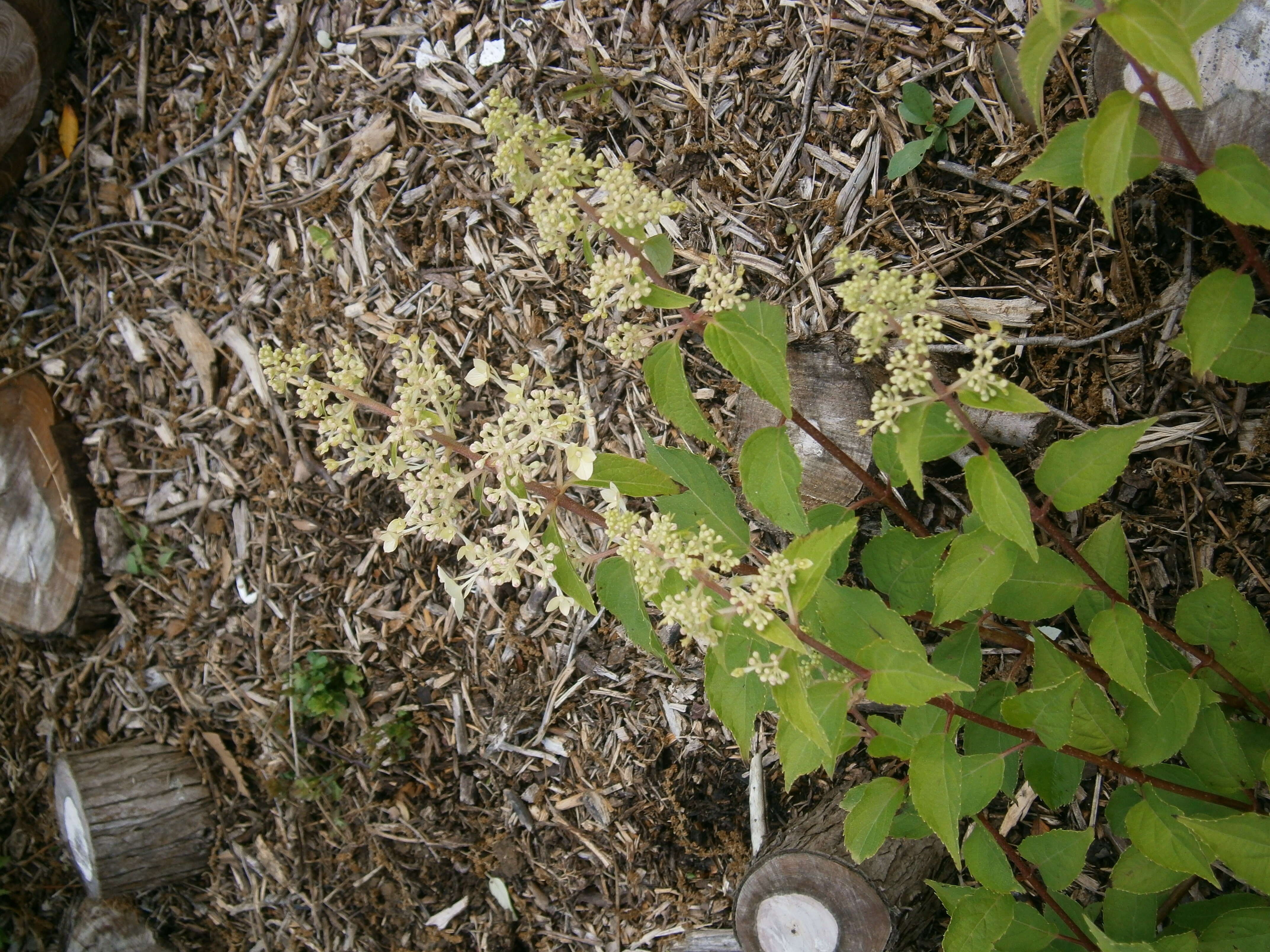 Image of panicled hydrangea