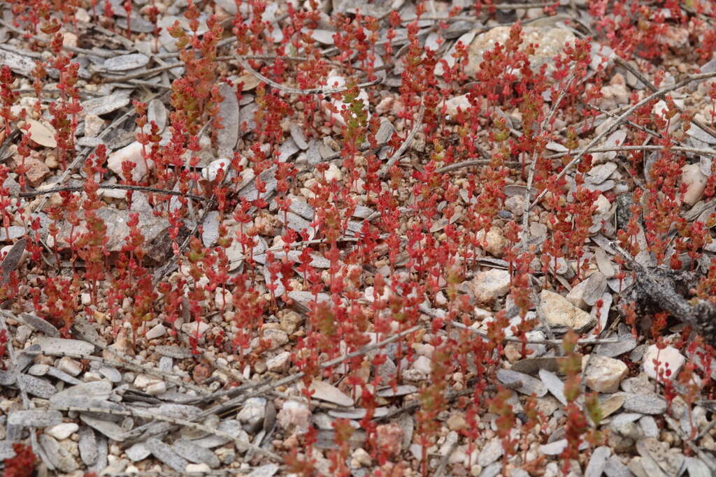 Image of sand pygmyweed