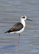 Image of Black-winged Stilt