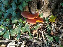 Image of Jack o'Lantern mushroom