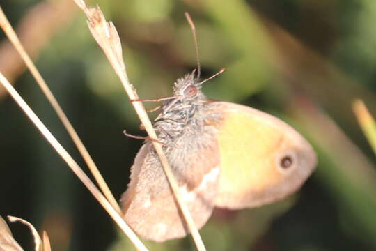 Image of small heath