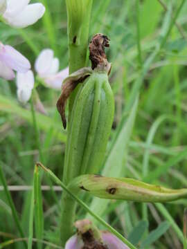 Image of Bee orchid