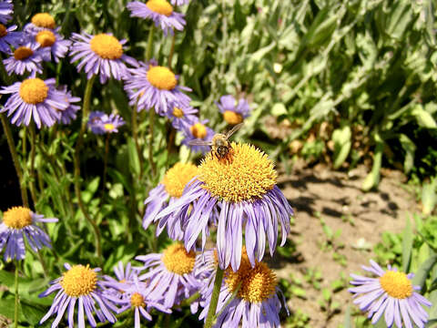 Imagem de Aster tongolensis Franch.