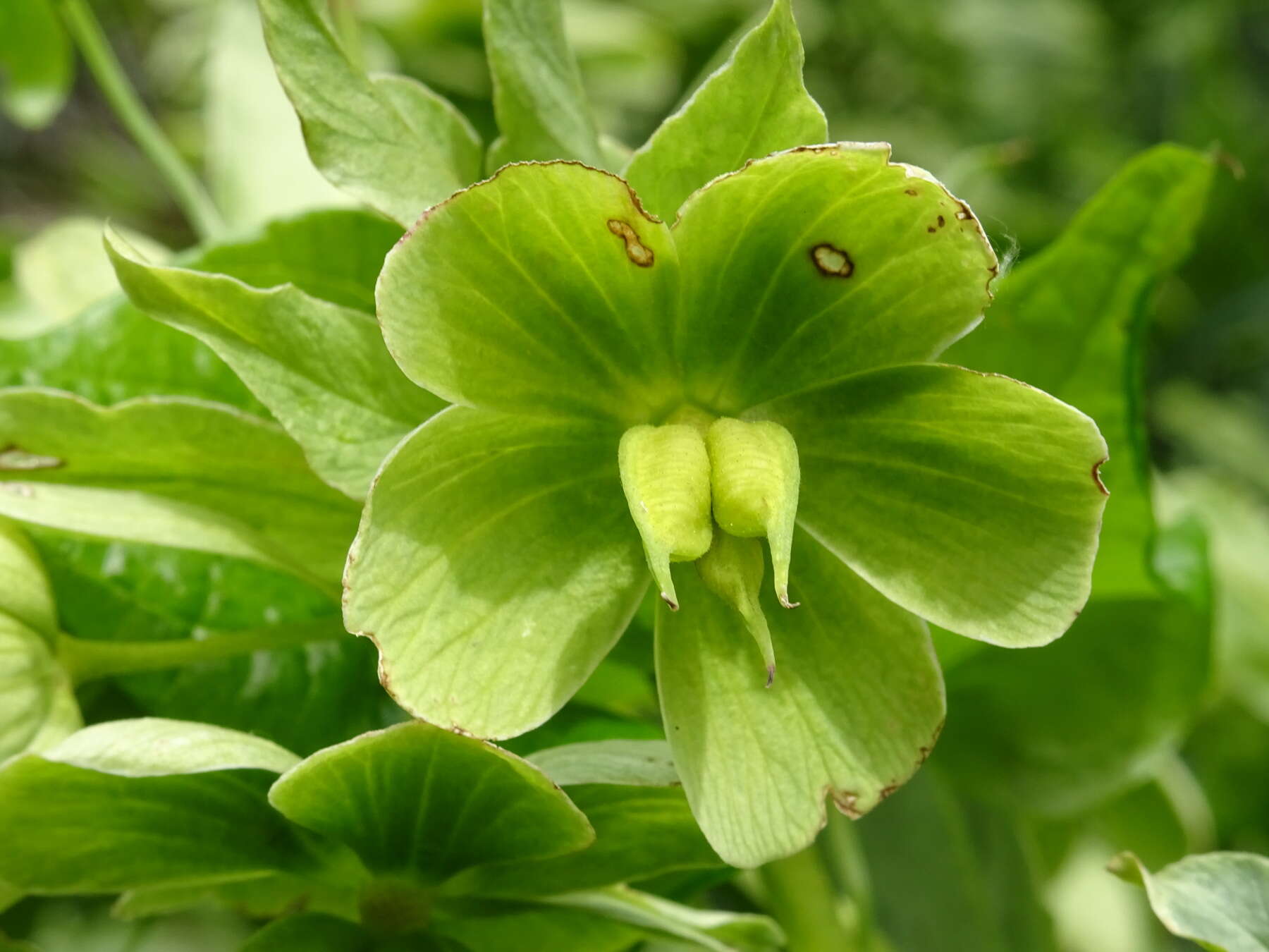 Image of Green Hellebore