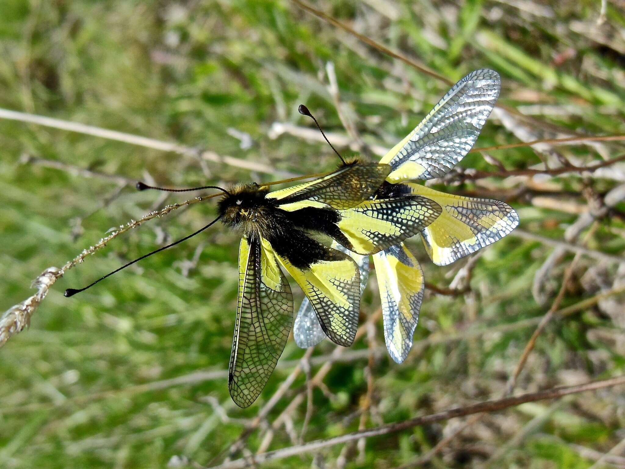 Image of Owly sulphur