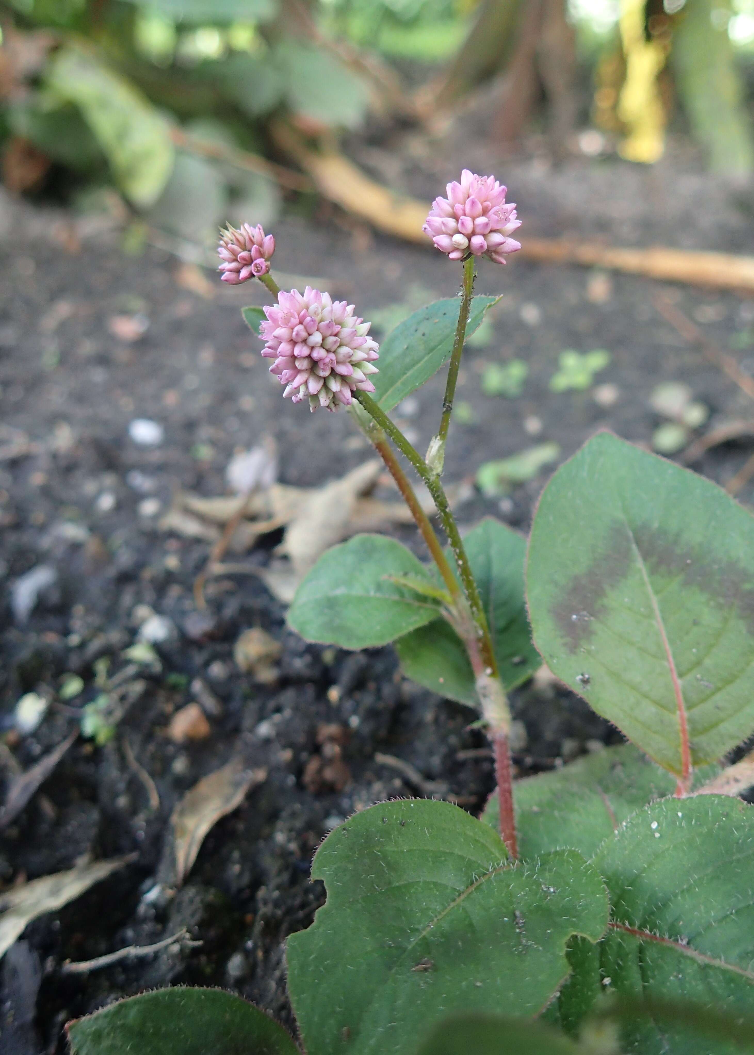 Imagem de Persicaria capitata (Buch.-Ham. ex D. Don) H. Gross