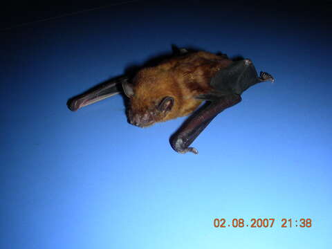 Image of Asiatic Lesser Yellow House Bat