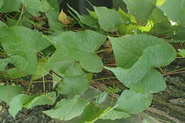 Image of antigonon