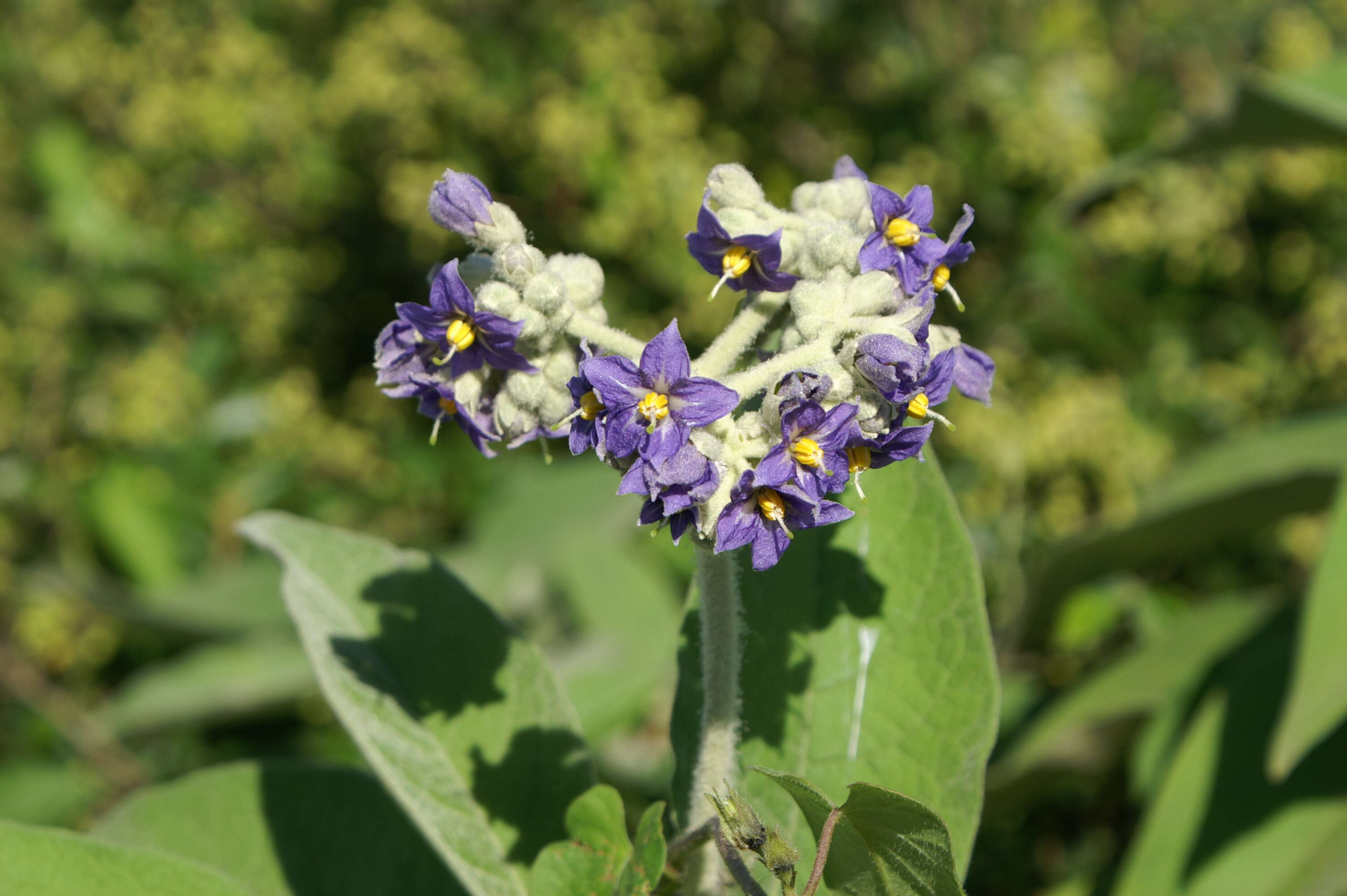 Image of earleaf nightshade