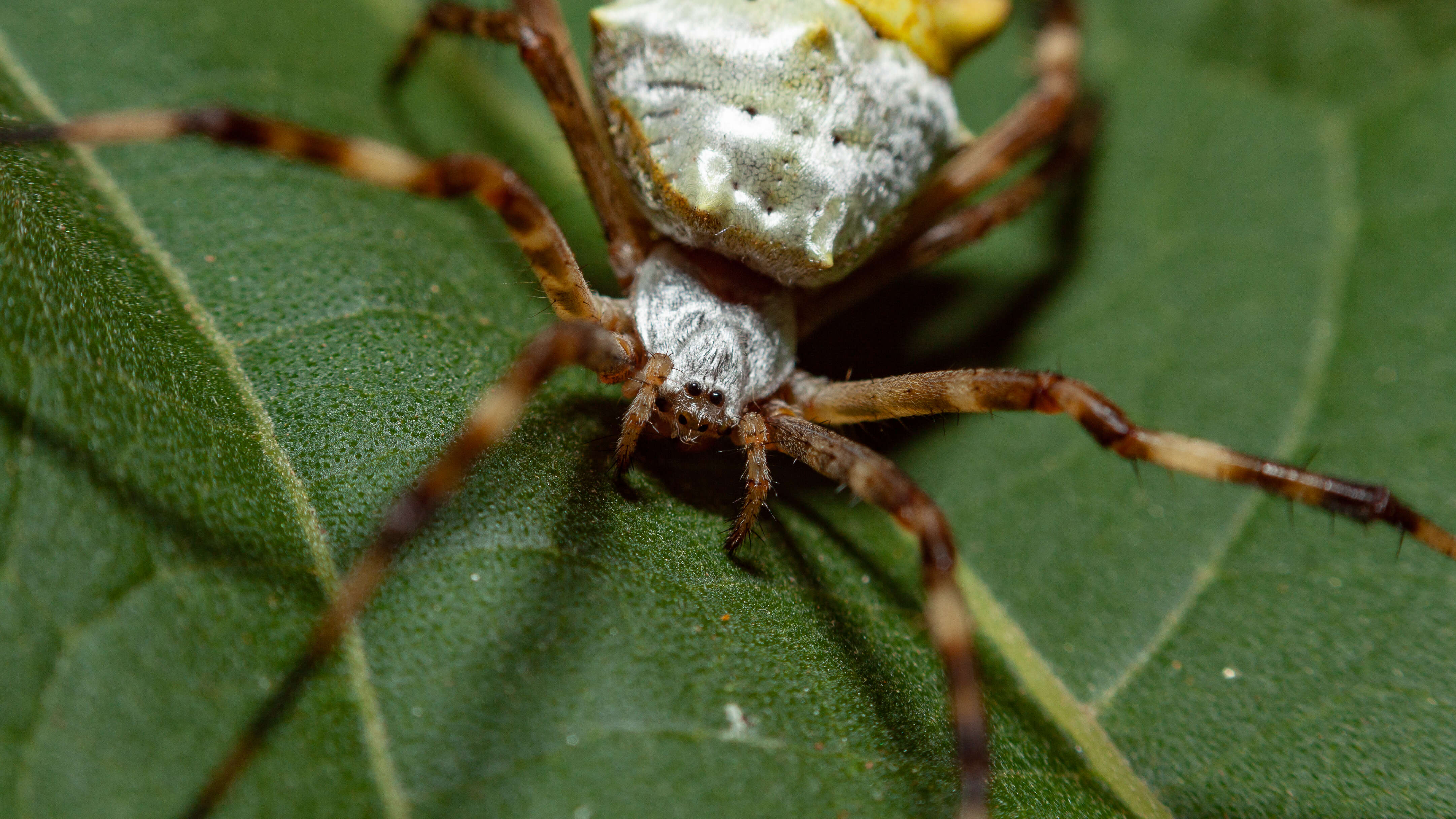 Image of Silver Argiope