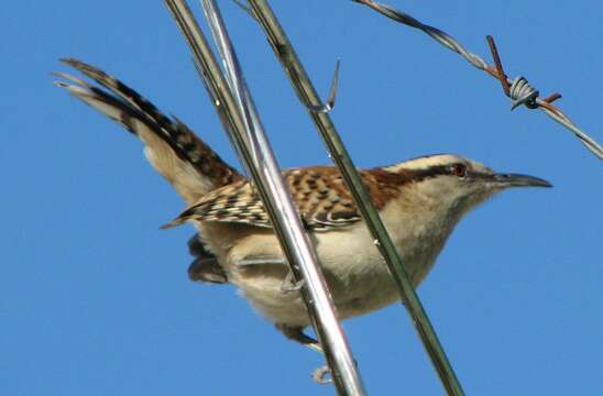 صورة Campylorhynchus capistratus (Lesson & R 1842)