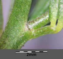 Image of Narrow-leaved Bird's-foot-trefoil