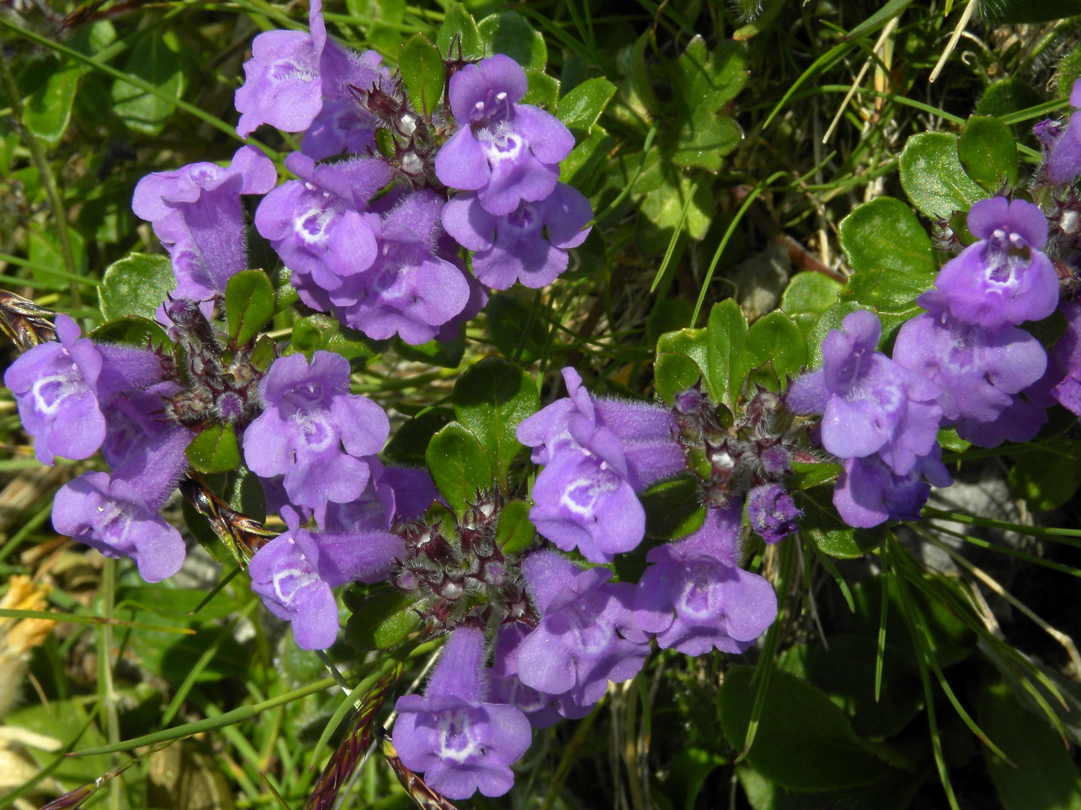 Image of Clinopodium alpinum