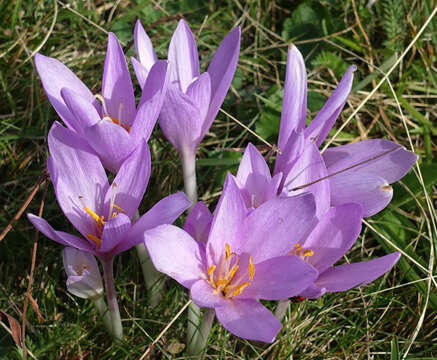 Image of Autumn crocus