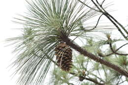 Image of Michoacán Pine