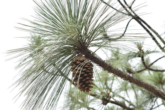 Image of Michoacán Pine