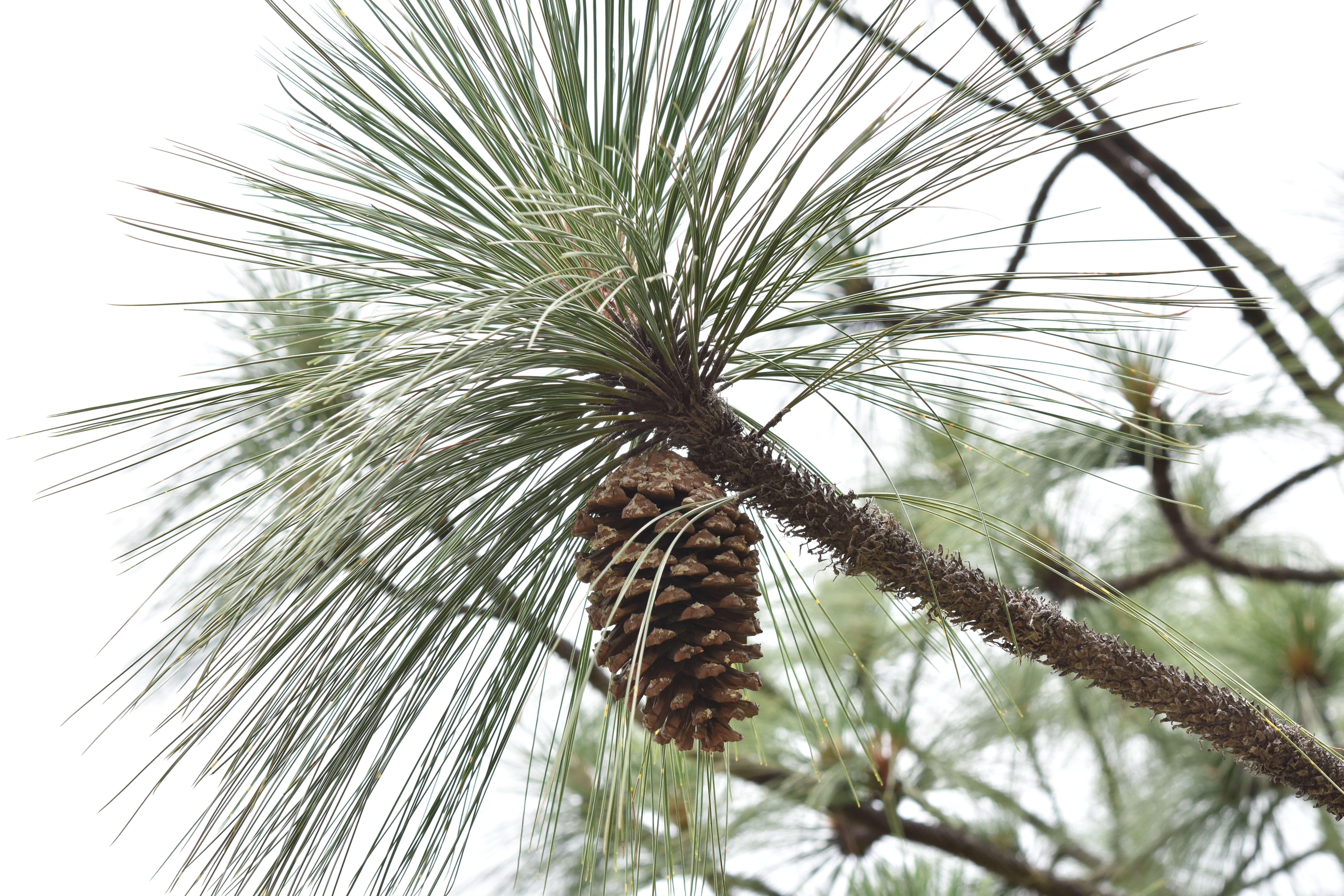 Image of Michoacán Pine