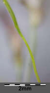 Image of Indian lovegrass