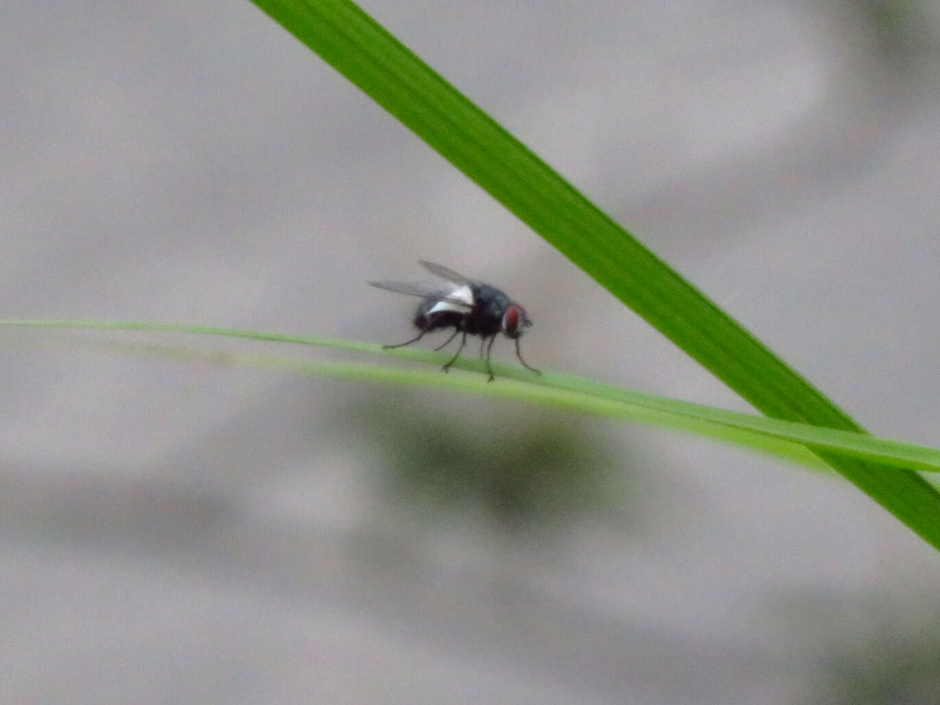 Image of house fly