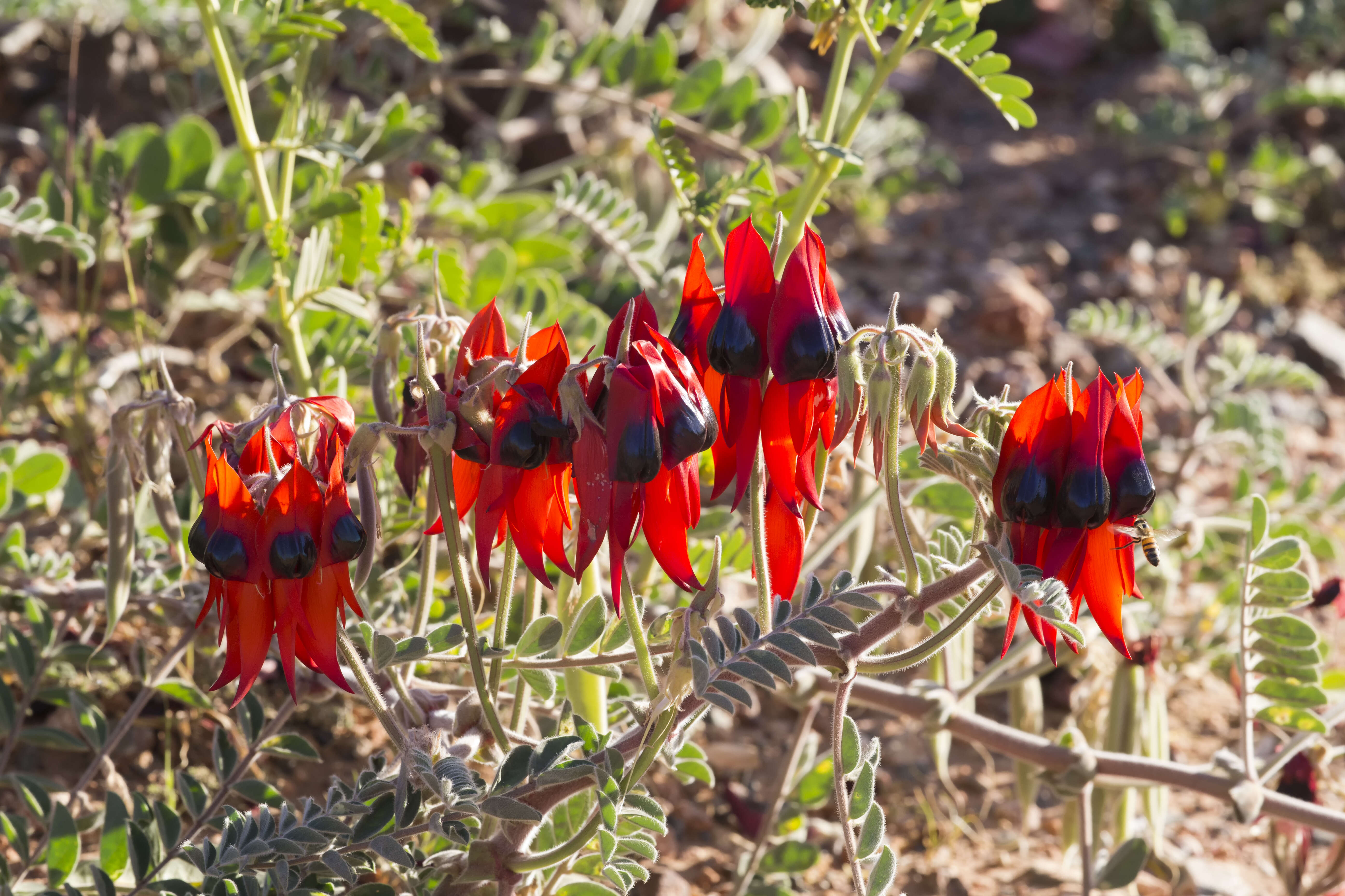 Plancia ëd Swainsona formosa (G. Don) J. Thompson