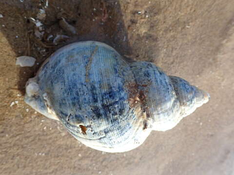 Image of Common whelk