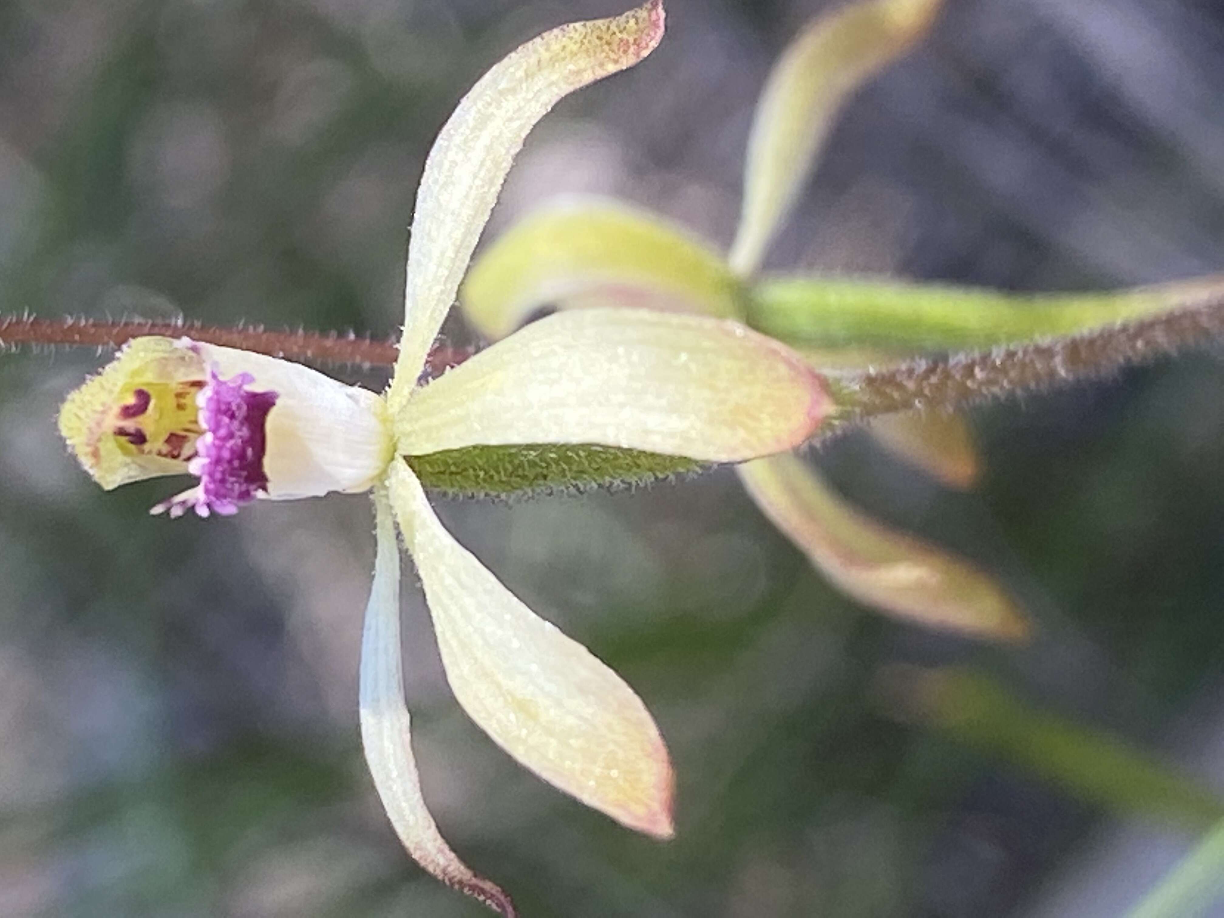 Image of Caladenia testacea R. Br.