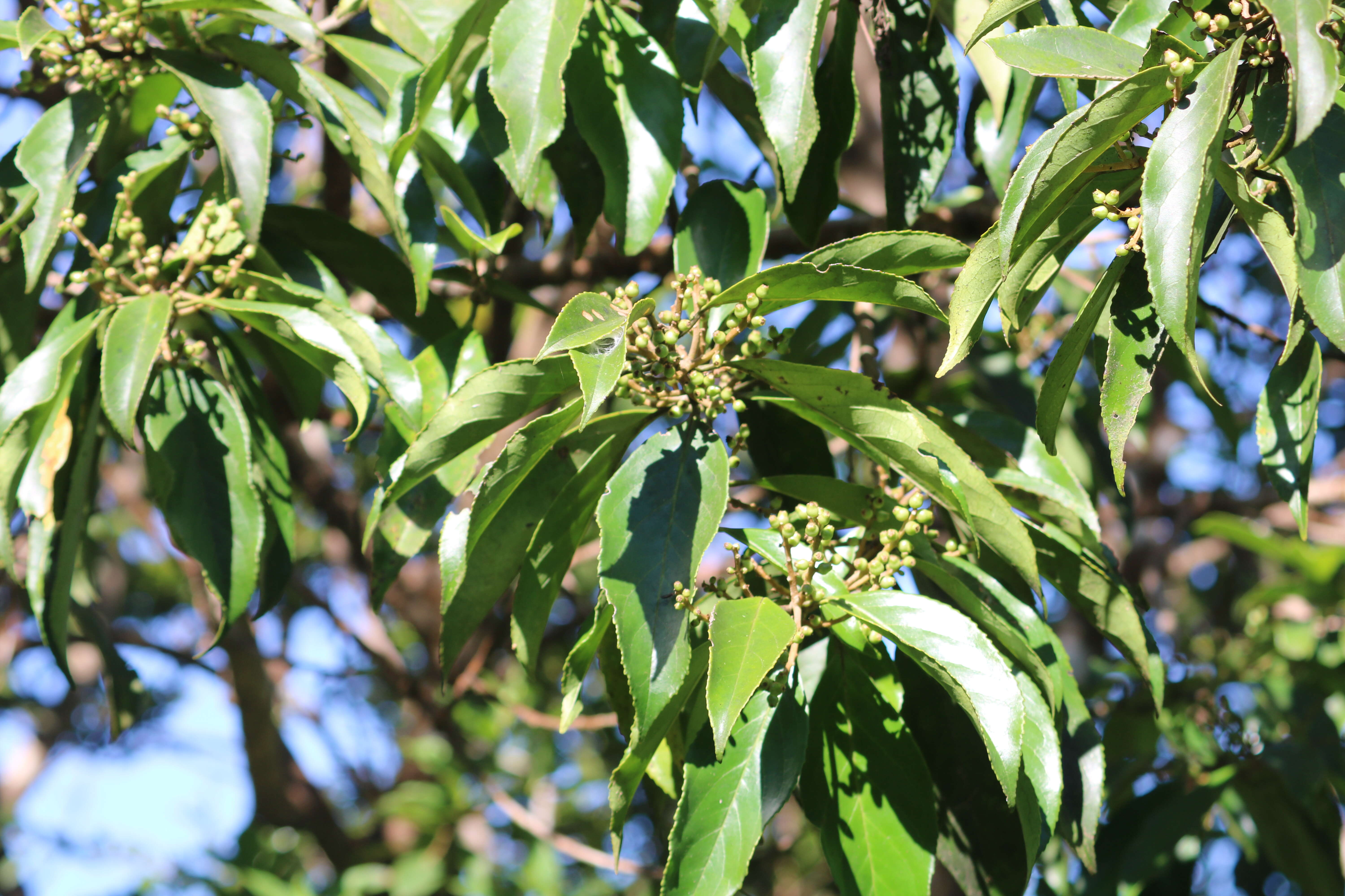 Image of Symplocos cochinchinensis (Lour.) Moore