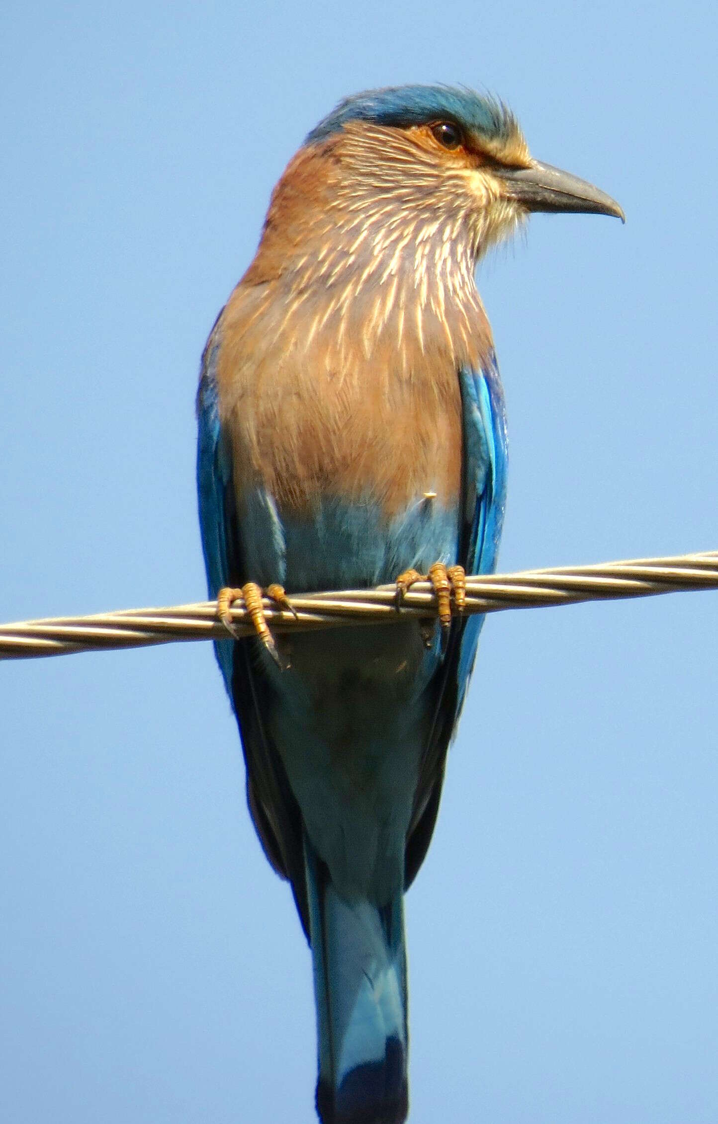 Image of Indian Roller