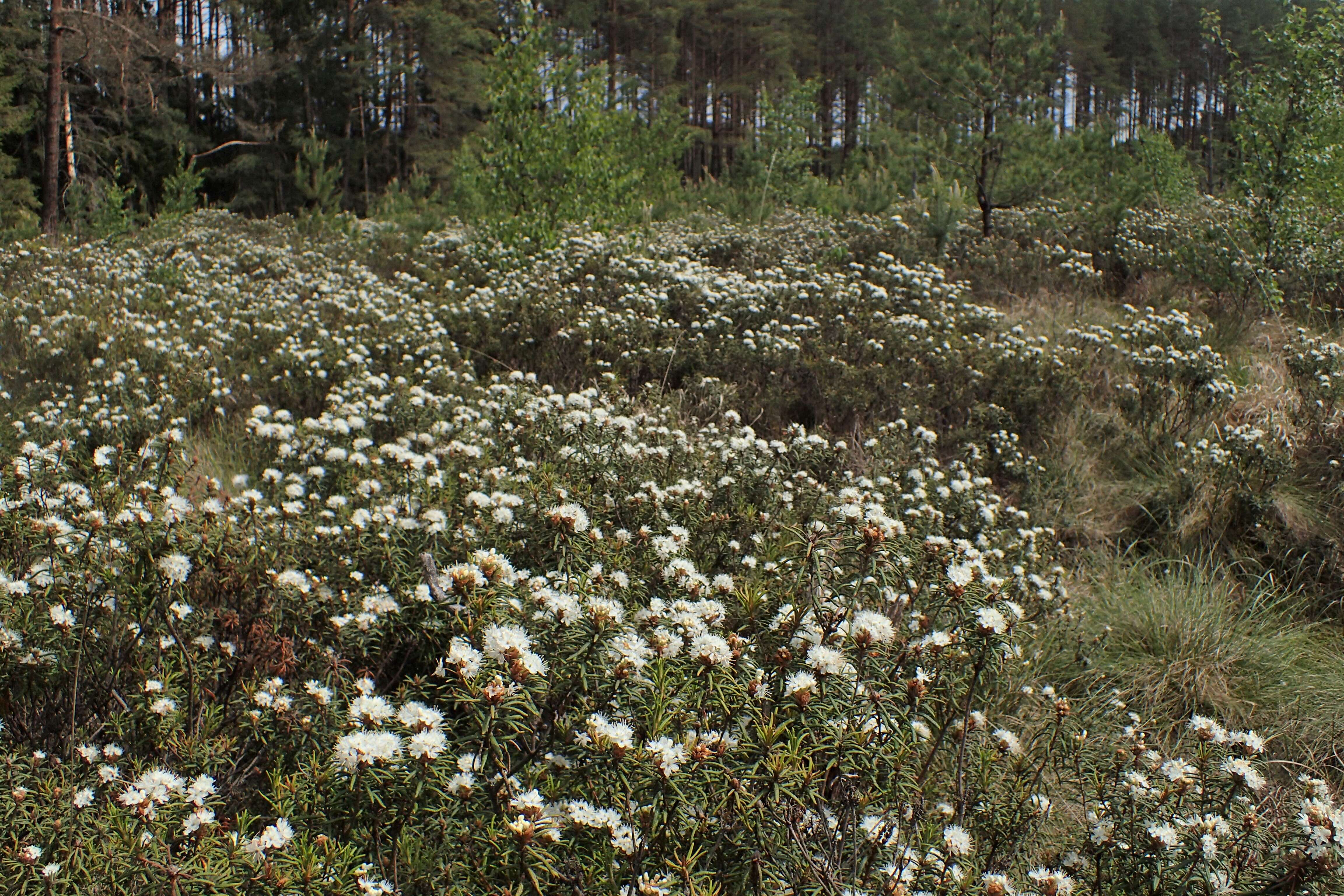 Imagem de Rhododendron tomentosum (Stokes) Harmaja