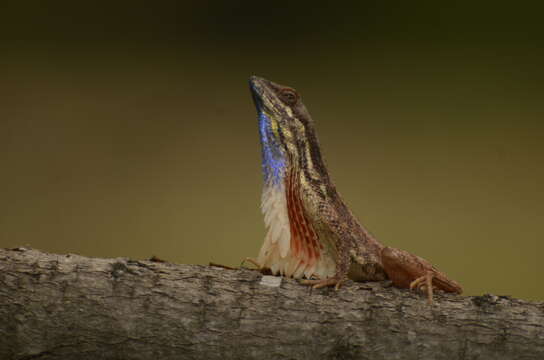 Image of Fan Throated Lizard