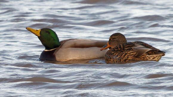 Image of Common Mallard