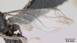 Imagem de Lasius platythorax Seifert 1991