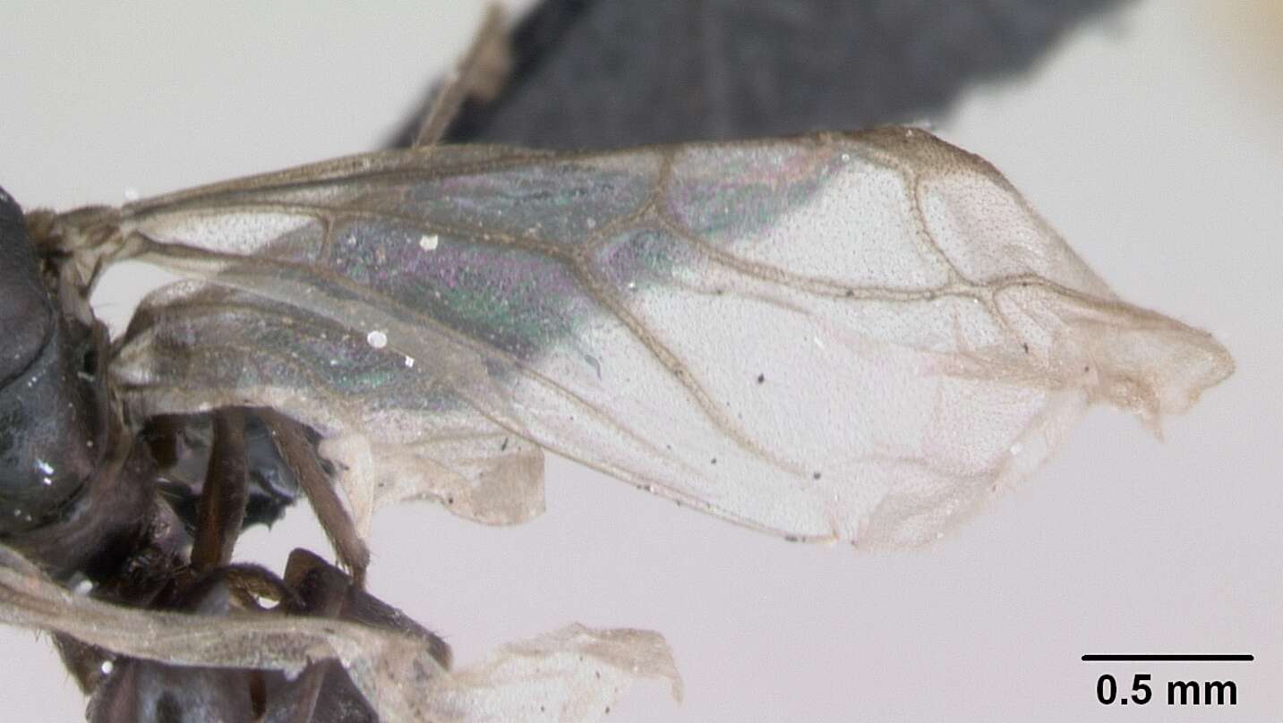 Imagem de Lasius platythorax Seifert 1991