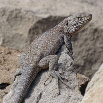 Image of Tenerife Speckled Lizard