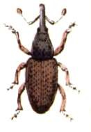 Image of Dryophthorus