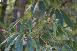 صورة Aesculus chinensis Bunge