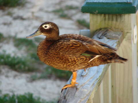 Image of Laysan Duck