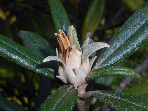 Image of Rhododendron smirnowii Trautv.