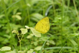 Image de Eurema blanda (Boisduval 1836)