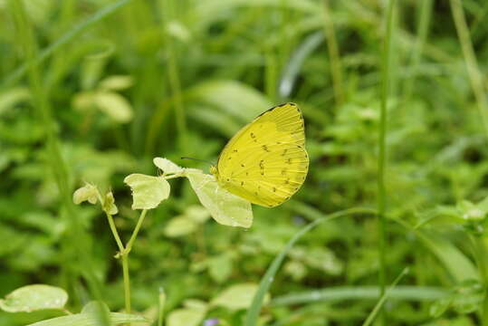 Image of Eurema blanda (Boisduval 1836)