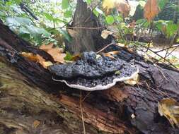 Image of Ganoderma applanatum