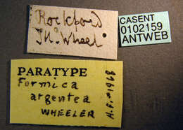 Image of Formica argentea Wheeler 1912