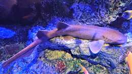 Image of Short-tail nurse shark