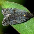 Tortrix molybditis Meyrick 1907的圖片