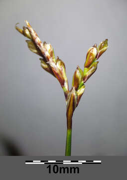 Image of Carex ornithopoda Willd.