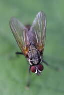 Image of Root-maggot fly