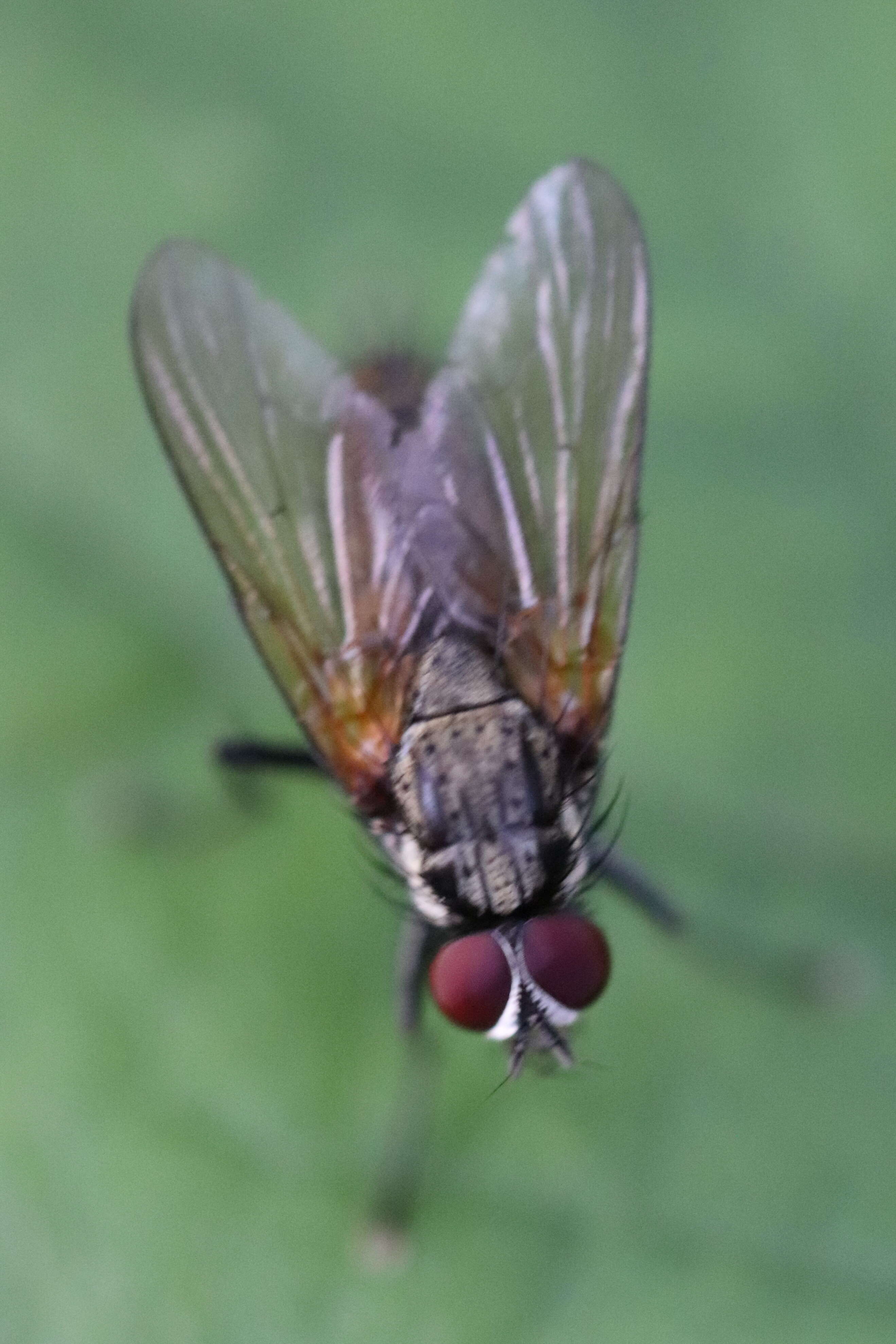 Image of Root-maggot fly