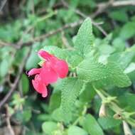 Salvia microphylla Kunth resmi