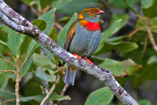 Image of Red-banded Fruiteater